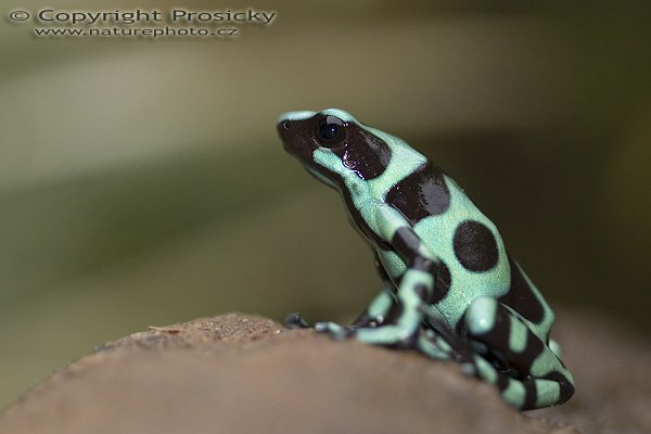 Pralesnička batiková (Dendrobates auratus), Pralesnička batiková (Dendrobates auratus), Black and Green Frog, Autor: Ondřej Prosický, Model aparátu: Canon EOS 20D, Objektiv: Canon EF 100mm f/2.8 Macro USM, fotografováno z ruky, Režim měření expozice: Vzorek, Clona: 2.80, Doba expozice: 1/200 s, ISO: 400, Vyvážení expozice: -0.33, Blesk: Ano, vestavěný, s rozptilkou, Vytvořeno: 12. prosince 2005 10:17:18, La Paz (Kostarika) 