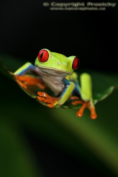 Listovnice červenooká (Agalychnis callidryas), Listovnice červenooká (Agalychnis callidryas), Gaudy Leaf Frog, Autor: Ondřej Prosický, Model aparátu: Canon EOS 20D, Objektiv: Canon EF 100mm f/2.8 Macro USM, fotografováno z ruky, Režim měření expozice: Vzorek, Clona: 4.00, Doba expozice: 1/125 s, ISO: 400, Vyvážení expozice: 0.00, Blesk: Ano, vestavěný, s rozptylkou, Vytvořeno: 12. prosince 2005 10:33:01, La Paz (Kostarika) 