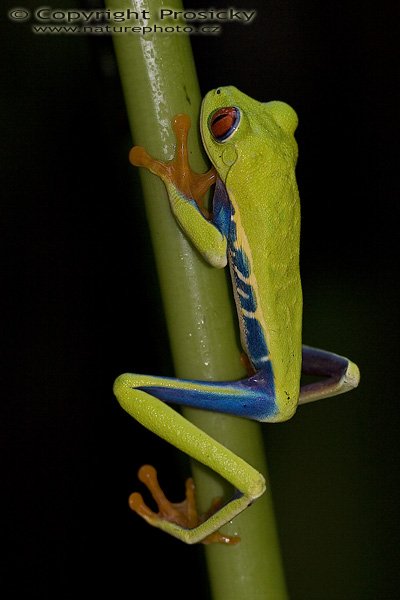 Listovnice červenooká (Agalychnis callidryas), Listovnice červenooká (Agalychnis callidryas) Gaudy Leaf Frog, Autor: Ondřej Prosický, Model aparátu: Canon EOS 20D, Objektiv: Canon EF 100mm f/2.8 Macro USM, fotografováno z ruky, Režim měření expozice: Vzorek, Clona: 4.00, Doba expozice: 1/200 s, ISO: 400, Vyvážení expozice: 0.00, Blesk: Ano, vestavěný, s rozptylkou, Vytvořeno: 12. prosince 2005 10:28:02, La Paz (Kostarika) 