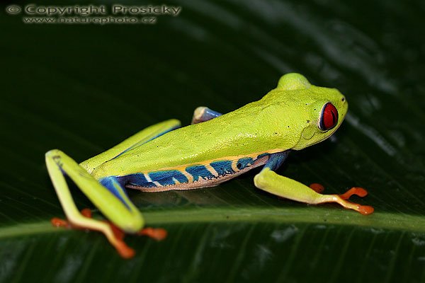 Listovnice červenooká (Agalychnis callidryas), Listovnice červenooká (Agalychnis callidryas), Gaudy Leaf Frog, Autor: Ondřej Prosický, Model aparátu: Canon EOS 20D, Objektiv: Canon EF 100mm f/2.8 Macro USM, fotografováno z ruky, Režim měření expozice: Vzorek, Clona: 4.00, Doba expozice: 1/200 s, ISO: 400, Vyvážení expozice: 0.00, Blesk: Ano, vestavěný, s rozptilkou, Vytvořeno: 12. prosince 2005 10:27:09, La Paz (Kostarika) 