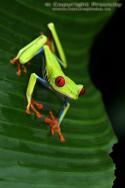 Listovnice červenooká (Agalychnis callidryas), Listovnice červenooká (Agalychnis callidryas), Gaudy Leaf Frog, Autor: Ondřej Prosický, Model aparátu: Canon EOS 20D, Objektiv: Canon EF 100mm f/2.8 Macro USM, fotografováno z ruky, Režim měření expozice: Vzorek, Clona: 5.60, Doba expozice: 1/200 s, ISO: 800, Vyvážení expozice: 0.00, Blesk: Ano, vestavěný, s rozptylkou, Vytvořeno: 12. prosince 2005 10:30:13, La Paz (Kostarika) 