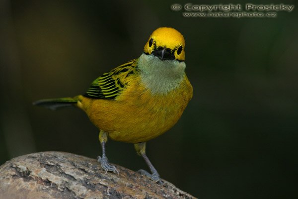 Tangara stříbrohrdlá (Tagara icterocephala), Tangara stříbrohrdlá (Tagara icterocephala), Silver-throated Tanager, Model aparátu: Canon EOS 20D, Objektiv Canon EF 400mm f/5.6 L USM, stativ Gitzo 1227 + 1377M, Clona: 5.60, Doba expozice: 1/200 s, ISO: 800, Kompenzace expozice: 0 EV, Blesk: Ano (Sigma EF-500 DG Super), Vytvořeno: 11. prosince 2005 16:11:45, La Paz (Kostarika) 