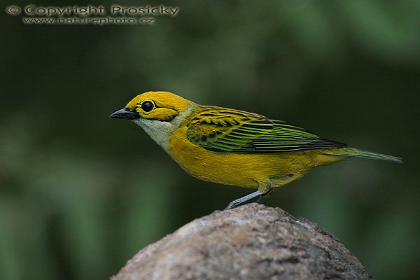 Tangara stříbrohrdlá (Tangara icterocephala), Tangara stříbrohrdlá (Tangara icterocephala), Silver-throated Tanager, Model aparátu: Canon EOS 20D, Objektiv: Canon EF 400mm f/5.6 L USM, stativ Gitzo 1227 + 1377M, Clona: 5.60, Doba expozice: 1/200 s, ISO: 800, Kompenzace expozice: 0 EV, Blesk: Ano (Sigma EF-500 DG Super), Vytvořeno: 11. prosince 2005 16:00:43, La Paz (Kostarika) 