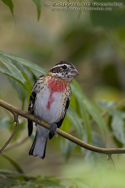 Kardinál růžovoprsý (Pheucticus ludovicianus), Kardinál růžovoprsý (Pheucticus ludovicianus), Rose-breasted grosbeak, Autor: Ondřej Prosicky, Model aparátu: Canon EOS 20D, Objektiv Canon EF 400mm f/5.6 L USM, stativ Gitzo 1227 + 1377M, Režim měření expozice: Vzorek, Clona: 5.60, Doba expozice: 1/250 s, ISO: 400, Kompenzace expozice: 0 EV, Blesk: Ano (Sigma EF-500 DG Super), Vytvořeno: 11. prosince 2005 11:43:03, La Paz (Kostarika) 
