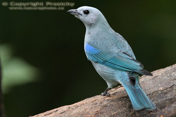 Tangara modrá (Thraupis episcopus), Tangara modrá (Thraupis episcopus), Blue-gray Tanager, Model aparátu: Canon EOS 20D, Objektiv: Canon EF 400mm f/5.6 L USM, stativ Gitzo 1227 + 1377M, Clona: 5.60, Doba expozice: 1/100 s, ISO: 400, Kompenzace expozice: 0 EV, Blesk: Ano (Sigma EF-500 DG Super), Vytvořeno: 11. prosince 2005 16:07:00, La Paz (Kostarika) 