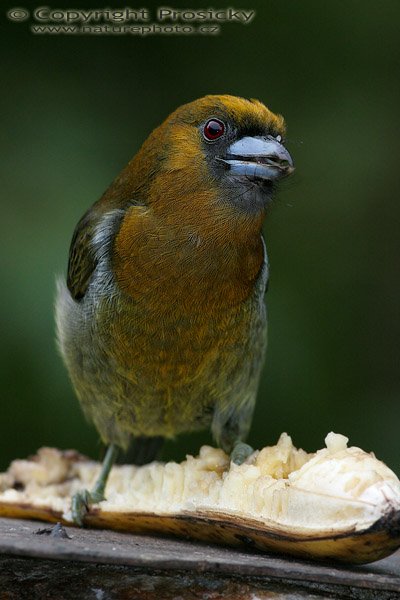 Vousák aztécký (Semnornis frantzii), Vousák aztécký (Semnornis frantzii), prong-billed barbets, Model aparátu: Canon EOS 20D, Objektiv Canon EF 400mm f/5.6 L USM, stativ Gitzo 1227 + 1377M, Clona: 6.30, Doba expozice: 1/160 s, ISO: 800, Kompenzace expozice: 0 EV, Blesk: Ano (Sigma EF-500 DG Super), Vytvořeno: 11. prosince 2005 16:01:50, La Paz (Kostarika) 