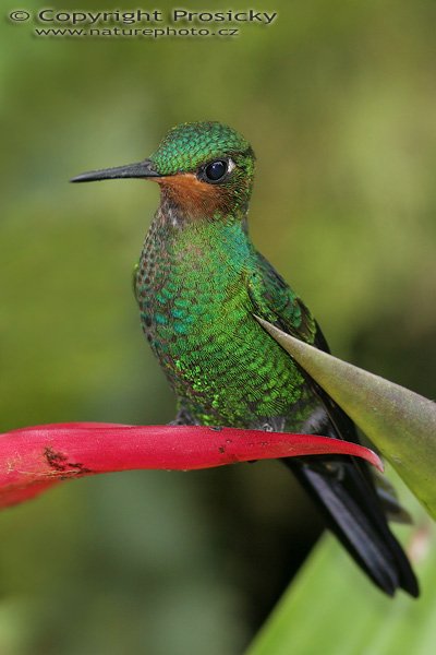 Kolibřík fialovohrdlý (Lampornis calolaema), samička, Kolibřík fialovohrdlý (Lampornis calolaema), Purple-throated Moutain-gem, Model aparátu: Canon EOS 20D, Objektiv Canon EF 400mm f/5.6 L USM, stativ Gitzo 1227 + 1377M, Clona: 5.60, Doba expozice: 1/200 s, ISO: 400, Kompenzace expozice: 0 EV, Blesk: Ano (Sigma EF-500 DG Super), Vytvořeno: 11. prosince 2005 12:30:10, La Paz (Kostarika) 