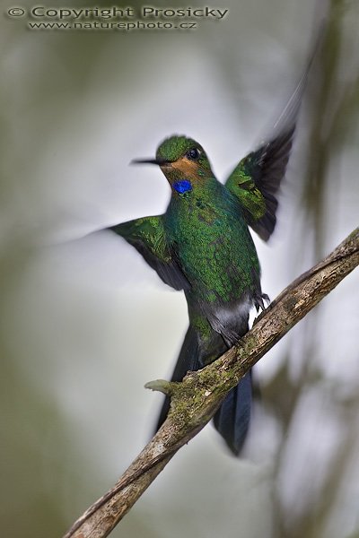 Kolibřík fialovohrdlý (Lampornis calolaema), samička, Kolibřík fialovohrdlý (Lampornis calolaema), Purple-throated Moutain-gem, Autor: Ondrej Prosicky, Model aparátu: Canon EOS 20D, Objektiv Canon EF 400mm f/5.6 L USM, stativ Gitzo 1227 + 1377M, Režim měření expozice: Vzorek, Clona: 5.60, Doba expozice: 1/250 s, ISO: 400, Kompenzace expozice: 0 EV, Blesk: Ano (Sigma EF-500 DG Super), Vytvořeno: 11. prosince 2005 11:49:47, La Paz (Kostarika) 
