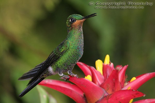 Kolibřík fialovohrdlý (Lampornis calolaema), samička, Kolibřík fialovohrdlý (Lampornis calolaema), Purple-throated Moutain-gem, Model aparátu: Canon EOS 20D, Objektiv Canon EF 400mm f/5.6 L USM, stativ Gitzo 1227 + 1377M, Clona: 5.60, Doba expozice: 1/200 s, ISO: 400, Kompenzace expozice: 0 EV, Blesk: Ano (Sigma EF-500 DG Super), Vytvořeno: 11. prosince 2005 13:11:26, La Paz (Kostarika) 