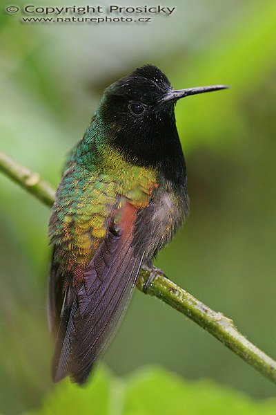 Kolibřík kostarický (Eupherusa nigriventris), Kolibřík kostarický (Eupherusa nigriventris), Black-bellied Hummingbird, Autor: Ondřej Prosický, Model aparátu: Canon EOS 20D, Objektiv Canon EF 100mm f/2.8 Macro USM, stativ Gitzo 1227 + 1377M, Clona: 3.20, Doba expozice: 1/250 s, ISO: 800, Kompenzace expozice: -1 1/3, Blesk: Ano, externí (Sigma EF-500 DG Super), Vytvořeno: 12. prosince 2005 11:49:11, La Paz (Kostarika) 