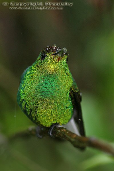 Kolibřík měděnohlavý (Elvira cupreiceps), Kolibřík měděnohlavý (Elvira cupreiceps), Coppery-headed Emerald, Autor: Ondřej Prosický, Model aparátu: Canon EOS 20D, Objektiv Canon EF 100mm f/2.8 Macro USM, stativ Gitzo 1227 + 1377M, Clona: 3.20, Doba expozice: 1/200 s, ISO: 400, Kompenzace expozice: -1 1/3, Blesk: Ano, externí (Sigma EF-500 DG Super), Vytvořeno: 12. prosince 2005 11:56:12, La Paz (Kostarika)