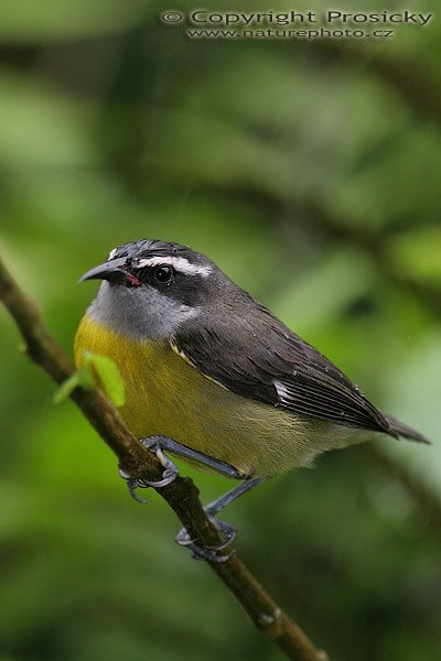 Banakit jamajský (Coereba flaveola), Banakit jamajský (Coereba flaveola), Bananaquit, Ondřej Prosický, Model aparátu: Canon EOS 20D, Objektiv Canon EF 100mm f/2.8 MAcro USM, stativ Gitzo 1227 + 1377M, Clona: 3.20, Doba expozice: 1/250 s, ISO: 400, Kompenzace expozice: -1 1/3, Blesk: Ano, externí (Sigma EF-500 DG Super), Vytvořeno: 12. prosince 2005 11:58:13, La Paz (Kostarika)