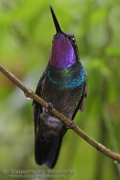 Kolibřík fialovohrdlý (Lampornis calolaema), sameček, Kolibřík fialovohrdlý (Lampornis calolaema), Purple-throated Moutain-gem, Ondřej Prosický, Model aparátu: Canon EOS 20D, Objektiv Canon EF 400mm f/5.6 L USM, stativ Gitzo 1227 + 1377M, Clona: 5.6, Doba expozice: 1/160 s, ISO: 800, Kompenzace expozice: 0, Blesk: Ano, externí (Sigma EF-500 DG Super), Vytvořeno: 12. prosince 2005 12:16:36, La Paz (Kostarika)