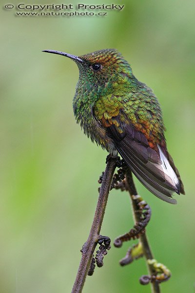 Kolibřík měděnohlavý (Elvira cupreiceps), Kolibřík měděnohlavý (Elvira cupreiceps), Coppery-headed Emerald, Autor: Ondřej Prosický, Model aparátu: Canon EOS 20D, Objektiv Canon EF 400mm f/5.6 L USM, stativ Gitzo 1227 + 1377M, Clona: 6.30, Doba expozice: 1/160 s, ISO: 800, Kompenzace expozice: 0, Blesk: Ano, externí (Sigma EF-500 DG Super), Vytvořeno: 12. prosince 2005 12:45:30, La Paz (Kostarika)