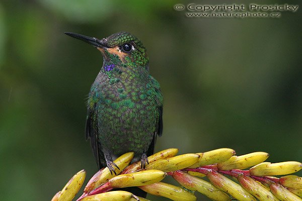 Kolibřík fialovohrdlý (Lampornis calolaema), samička, Kolibřík fialovohrdlý (Lampornis calolaema), Purple-throated Moutain-gem, Autor: Ondřej Prosický, Model aparátu: Canon EOS 20D, Objektiv Canon EF 400mm f/5.6 L USM, stativ Gitzo 1227 + 1377M, Clona: 5.60, Doba expozice: 1/200 s, ISO: 400, Kompenzace expozice: 0, Blesk: Ano, externí (Sigma EF-500 DG Super), Vytvořeno: 12. prosince 2005 12:52:55, La Paz (Kostarika)