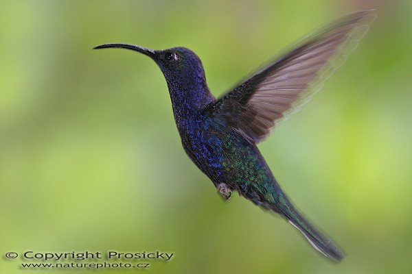 Kolibřík purpurový (Campylopterus hemileucurus), sameček, Kolibřík purpurový (Campylopterus hemileucurus), Violet Sabrewing, Autor: Ondřej Prosický, Model aparátu: Canon EOS 20D, Objektiv Canon EF 400mm f/5.6 L USM, stativ Gitzo 1227 + 1377M, Clona: 6.30, Doba expozice: 1/200 s, ISO: 400, Kompenzace expozice: 0, Blesk: Ano, externí (Sigma EF-500 DG Super, -1 2/3 EV), Vytvořeno: 12. prosince 2005 13:47:39, La Paz (Kostarika) 