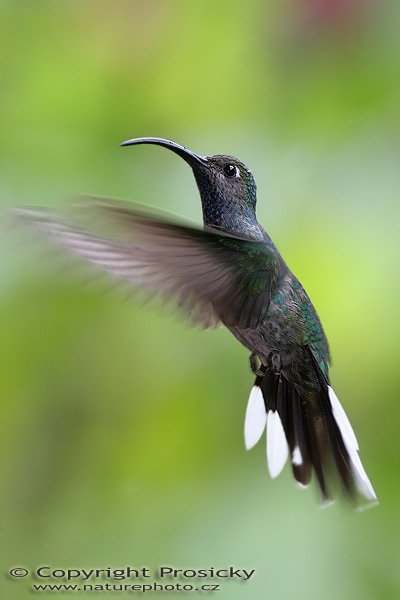 Kolibřík purpurový (Campylopterus hemileucurus), samička, Kolibřík purpurový (Campylopterus hemileucurus), Violet Sabrewing, Autor: Ondřej Prosický, Model aparátu: Canon EOS 20D, Objektiv Canon EF 400mm f/5.6 L USM, stativ Gitzo 1227 + 1377M, Clona: 6.30, Doba expozice: 1/200 s, ISO: 400, Kompenzace expozice: 0, Blesk: Ano, externí (Sigma EF-500 DG Super, -1 1/3 EV), Vytvořeno: 12. prosince 2005 13:29:22, La Paz (Kostarika) 
 