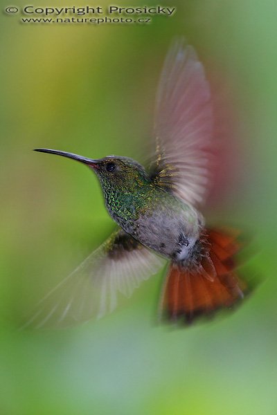 Kolibřík rezavoocasý (Amazilia tzacatl), Kolibřík rezavoocasý (Amazilia tzacatl), Rufous-tailed Hummingbird, Autor: Ondřej Prosický, Model aparátu: Canon EOS 20D, Objektiv Canon EF 400mm f/5.6 L USM, stativ Gitzo 1227 + 1377M, Clona: 6.30, Doba expozice: 1/200 s, ISO: 400, Kompenzace expozice: 0, Blesk: Ano, externí (Sigma EF-500 DG Super, -1 1/3 EV), Vytvořeno: 12. prosince 2005 13:34:58, La Paz (Kostarika) 
