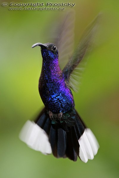 Kolibřík purpurový (Campylopterus hemileucurus), sameček, Kolibřík purpurový (Campylopterus hemileucurus), Violet Sabrewing, Autor: Ondřej Prosický, Model aparátu: Canon EOS 20D, Objektiv: Canon EF 400mm f/5.6 L USM, stativ Gitzo G1227 + kulová hlava G1377M, Ohnisková vzdálenost: 640.00 mm, Režim měření expozice: Vzorek, Clona: 5.60, Doba expozice: 1/200 s, ISO: 400, Vyvážení expozice: +1/3 EV, Blesk: Ano (Sigma EF-500 DG Super, -1 1/3 EV, víc to nejde, peříčka by se moc leskla), Vytvořeno: 12. prosince 2005 13:18, La Paz Waterfall Garden (Kostarika)