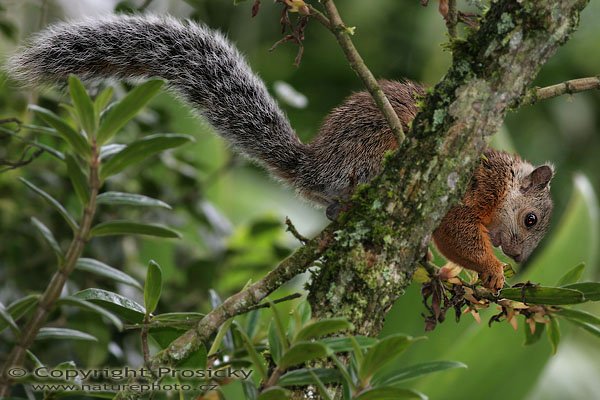 Ververka proměnlivá (Sciurus variegatoides), Ververka proměnlivá (Sciurus variegatoides), Variegated Squirrel, Autor: Ondřej Prosický, Model aparátu: Canon EOS 20D, Objektiv: Canon EF 400mm f/5.6 L USM, stativ Gitzo G1227 + kulová hlava G1377M, Ohnisková vzdálenost: 640.00 mm, Režim měření expozice: Vzorek, Clona: 5.60, Doba expozice: 1/200 s, ISO: 400, Vyvážení expozice: +1/3 EV, Blesk: Ano (Sigma EF-500 DG Super, -2/3 EV), Vytvořeno: 13. prosince 2005 13:36, Lancaster, Cartago (Kostarika)