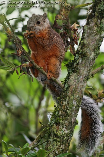 Ververka proměnlivá (Sciurus variegatoides), Ververka proměnlivá (Sciurus variegatoides), Variegated Squirrel, Autor: Ondřej Prosický, Model aparátu: Canon EOS 20D, Objektiv: Canon EF 400mm f/5.6 L USM, stativ Gitzo G1227 + kulová hlava G1377M, Ohnisková vzdálenost: 640.00 mm, Režim měření expozice: Vzorek, Clona: 5.60, Doba expozice: 1/200 s, ISO: 400, Vyvážení expozice: +1/3 EV, Blesk: Ano (Sigma EF-500 DG Super, -2/3 EV), Vytvořeno: 13. prosince 2005 13:45, Lancaster, Cartago (Kostarika)