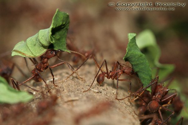 Mravenci rodu Atta (Atta cephalotes), Mravenci rodu Atta (Atta cephalotes) | Leaf-cutter Ants, Autor: Ondřej Perosický, Model: Canon EOS 20D, Objektiv Canon EF 100mm f/2.8 Macro USM, fotografováno z ruky, Clona: 9.00, Doba expozice: 1/250 s, ISO: 400, Kompenzace expozice: 0, Blesk: Ano (vestavěný, -1 EV, s rozptilkou), Vytvořeno: 14. prosince 2005 16:46:50, Dominical (Kostarika) 
