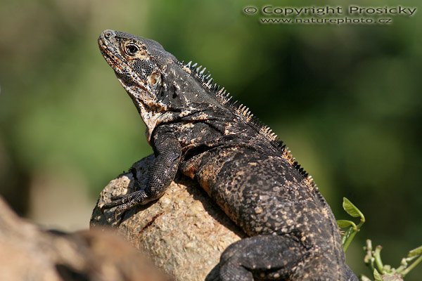 Leguán černý (Ctenosaura similis), Leguán černý (Ctenosaura similis), Autor: Ondřej Prosický, Model: Canon EOS 20D, Objektiv Canon EF 400mm f/5.6 L USM, stativ Gitzo 1227 + 1377M, Clona: 7.10, Doba expozice: 1/250 s, ISO: 100, Kompenzace expozice: -1 EV, Blesk: Ano (externí Sigma EF-500 DG Super), Vytvořeno: 15. prosince 2005 9:25:38, pobřeží Pacifiku u Dominical (Kostarika) 