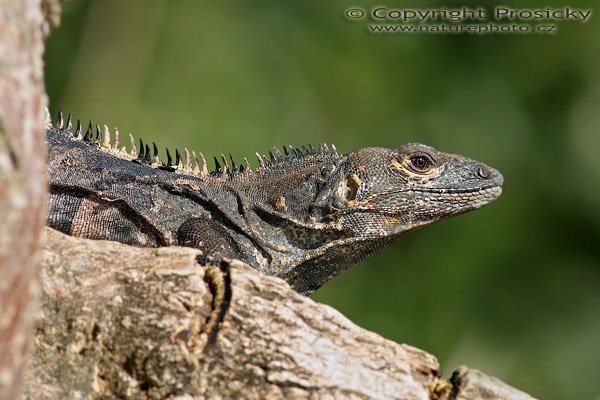 Leguán černý (Ctenosaura similis), Leguán černý (Ctenosaura similis), Autor: Ondřej Prosický, Model: Canon EOS 20D, Objektiv Canon EF 400mm f/5.6 L USM, stativ Gitzo 1227 + 1377M, Clona: 7.10, Doba expozice: 1/500 s, ISO: 100, Kompenzace expozice: -1 EV, Blesk: Ne, Vytvořeno: 15. prosince 2005 9:29:05, pobřeží Pacifiku u Dominical (Kostarika) 