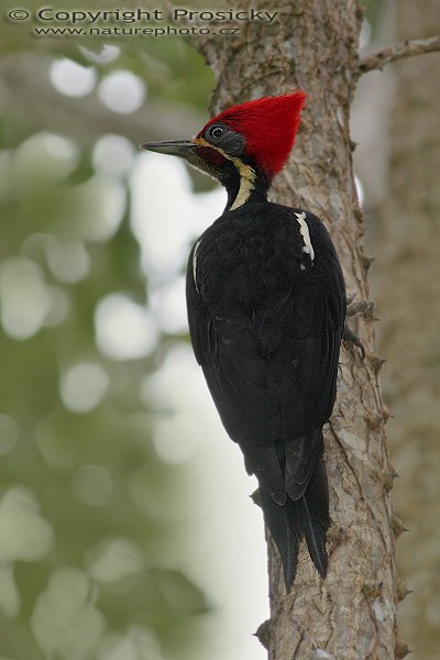 Datel čárkovaný (Dryocopus lineatus), sameček, Datel čárkovaný (Dryocopus lineatus), Lineated Woodpecker, Autor: Ondřej Prosický, Model: Canon EOS 20D, Objektiv Canon EF 400mm f/5.6 L USM, stativ Gitzo 1227 + 1377M, Clona: 6.30, Doba expozice: 1/125 s, ISO: 100, Kompenzace expozice: +2/3 EV, Blesk: Ano (externí Sigma EF-500 DG Super, Vytvořeno: 16. prosince 2005 12:11:51, na břehu řeky Rio Baru u Dominical (Kostarika) 