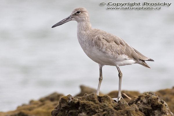 Vodouš břehoušovitý (Catoptrophorus semipalmatus), Vodouš břehoušovitý (Catoptrophorus semipalmatus), Willet, Autor: Ondrej Prosicky, Model: Canon EOS 20D, Objektiv Canon EF 400mm f/5.6 L USM, stativ Gitzo 1227 + 1377M, Režim měření expozice: Vzorek, Clona: 7.10, Doba expozice: 1/250 s, ISO: 100, Kompenzace expozice: 0, Blesk: Ano (externí Sigma EF-500 DG Super), Vytvořeno: 17. prosince 2005 10:09:45, pobřeží Pacifuku v NP Manuel Antonio (Kostarika) 