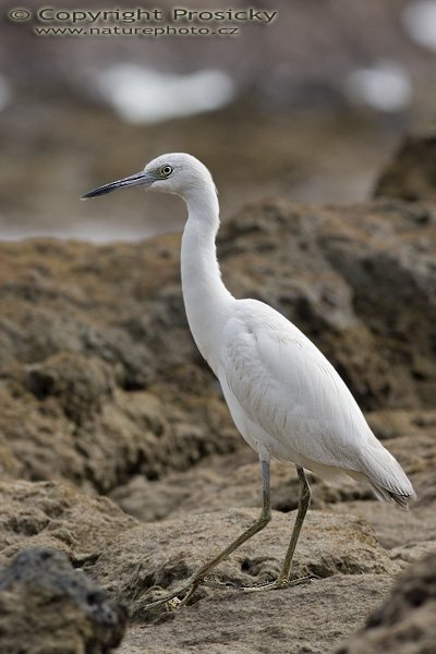 Volavka modrošedá (Egretta caerulea), nedospělá, Volavka modrošedá (Egretta caerulea), Little Blue Heron, Autor: Ondrej Prosicky, Model: Canon EOS 20D, Objektiv Canon EF 400mm f/5.6 L USM, stativ Gitzo 1227 + 1377M, Režim měření expozice: Vzorek, Clona: 8.00, Doba expozice: 1/250 s, ISO: 100, Kompenzace expozice: 0, Blesk: Ne, Vytvořeno: 17. prosince 2005 10:08:26, pobřeží Pacifiku v NP Manuel Antonio (Kostarika) 