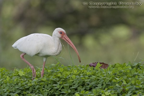 Ibis bílý (Eudocimus albus), Ibis bílý (Eudocimus albus), White Ibis, Autor: Ondřej Prosicky, Model: Canon EOS 20D, Objektiv Canon EF 400mm f/5.6 L USM, stativ Gitzo 1227 + 1377M, Režim měření expozice: Parciální, Clona: 5.60, Doba expozice: 1/200 s, ISO: 100, Kompenzace expozice: +1 1/3, Blesk: Ne, Vytvořeno: 14. prosince 2005 16:12:20, Dominical (Kostarika)