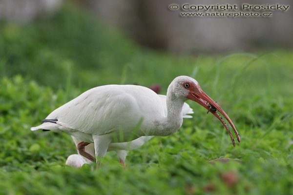 Ibis bílý (Eudocimus albus), Ibis bílý (Eudocimus albus), White Ibis, Autor: Ondřej Prosický, Model: Canon EOS 20D, Objektiv Canon EF 400mm f/5.6 L USM, stativ Gitzo 1227 + 1377M, Clona: 5.60, Doba expozice: 1/125 s, ISO: 100, Kompenzace expozice: +1 2/3, Blesk: Ne, Vytvořeno: 14. prosince 2005 16:13:50, Dominical (Kostarika) 