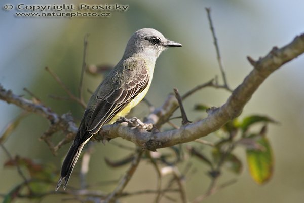 Tyran tropický (Tyrannus melancholicus), Tyran tropický (Tyrannus melancholicus), Tropical Kingbird, Autor: Ondřej Prosický, Model: Canon EOS 20D, Objektiv Canon EF 400mm f/5.6 L USM, stativ Gitzo 1227 + 1377M, Clona: 5.60, Doba expozice: 1/250 s, ISO: 100, Kompenzace expozice: -1/3, Blesk: Ano (externí Sigma EF-500 DG Super, -2/3 EV), Vytvořeno: 15. prosince 2005 9:47:26, Dominical (Kostarika)