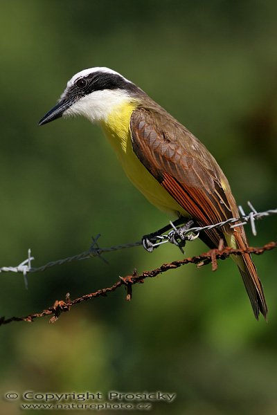 Tyran bentevi (Pitangus sulphuratus), Tyran bentevi (Pitangus sulphuratus), Great Kiskadee, Autor: Ondřej Prosický, Model: Canon EOS 20D, Objektiv Canon EF 400mm f/5.6 L USM, stativ Gitzo 1227 + 1377M, Clona: 7.10, Doba expozice: 1/400 s, ISO: 100, Kompenzace expozice: -1/3, Blesk: Ne, Vytvořeno: 15. prosince 2005 9:53:55, Dominical (Kostarika) 
