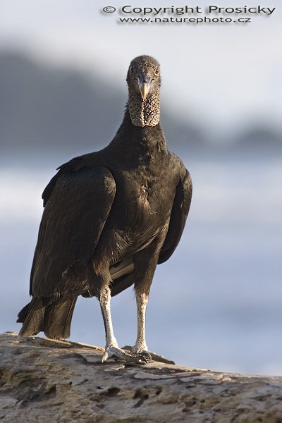 Kondor havranovitý (Coragyps atratus), Kondor havranovitý (Coragyps atratus), Black Vulture, Autor: Ondřej Prosický, Model: Canon EOS 20D, Objektiv Canon EF 400mm f/5.6 L USM, stativ Gitzo 1227 + 1377M, Režim měření expozice: Vzorek, Clona: 7.10, Doba expozice: 1/125 s, ISO: 100, Kompenzace expozice: -2/3, Blesk: Ne, Vytvořeno: 15. prosince 2005 17:38:19, pobřeží Pacifiku v NP Manuel Antonio (Kostarika) 
