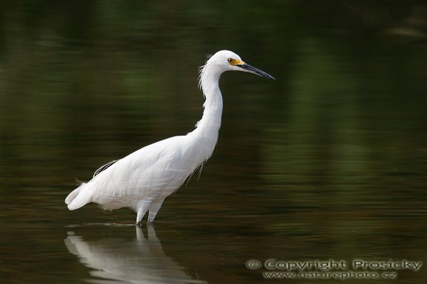 Volavka bělostná (Egretta thula), Volavka bělostná (Egretta thula), Snowy Egret, Autor: Ondřej Prosický, Model: Canon EOS 20D, Objektiv Canon EF 400mm f/5.6 L USM, stativ Gitzo 1227 + 1377M, Clona: 7.10, Doba expozice: 1/250 s, ISO: 100, Kompenzace expozice: -1 EV, Blesk: Ano (externí Sigma EF-500 DG Super, korekce -2/3 EV, Vytvořeno: 16. prosince 2005 10:28:55, delta řeky Rio Baru u Dominical (Kostarika) 