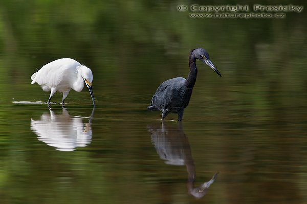 Volavka bělostná a volavka modrošedá, společný lov, Volavka bělostná a volavka modrošedá, společný lov; Little Blue Heron and Snowy Egret, Autor: Ondřej Prosický, Model: Canon EOS 20D, Objektiv Canon EF 400mm f/5.6 L USM, stativ Gitzo 1227 + 1377M, Clona: 7.10, Doba expozice: 1/200 s, ISO: 100, Kompenzace expozice: -1, Blesk: Ano, Vytvořeno: 16. prosince 2005 10:28:23, delta řeky Rio Baru u Dominical (Kostarika) 