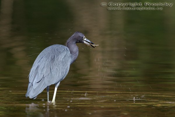 Volavka modrošedá (Egretta caerulea), s rybou, Volavka modrošedá (Egretta caerulea), Little Blue Heron, Autor: Ondřej Prosický, Model: Canon EOS 20D, Objektiv Canon EF 400mm f/5.6 L USM, stativ Gitzo 1227 + 1377M, Clona: 7.10, Doba expozice: 1/125 s, ISO: 100, Kompenzace expozice: -1/3 EV, Blesk: Ano (externí Sigma EF-500 DG Super, -2/3 EV), Vytvořeno: 16. prosince 2005 10:21:42, delta řeky Rio Baru u Dominical (Kostarika) 