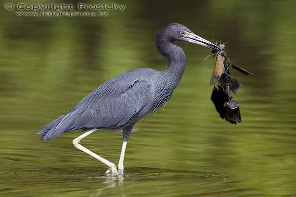 Volavka modrošedá (Egretta caerulea), při lovu, Volavka modrošedá (Egretta caerulea), Little Blue Heron, Autor: Ondřej Prosický, Model: Canon EOS 20D, Objektiv Canon EF 400mm f/5.6 L USM, stativ Gitzo 1227 + 1377M, Režim měření expozice: Vzorek, Clona: 5.60, Doba expozice: 1/250 s, ISO: 100, Kompenzace expozice: -1/3, Blesk: Ano, Vytvořeno: 16. prosince 2005 10:15:09, delta řeky Rio Baru u Dominical (Kostarika) 