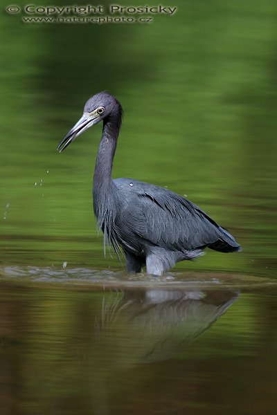 Volavka modrošedá (Egretta caerulea), Volavka modrošedá (Egretta caerulea), Little Blue Heron, Autor: Ondřej Prosický, Model: Canon EOS 20D, Objektiv Canon EF 400mm f/5.6 L USM, stativ Gitzo 1227 + 1377M, Clona: 5.60, Doba expozice: 1/200 s, ISO: 100, Kompenzace expozice: -1/3 EV, Blesk: Ne, Vytvořeno: 16. prosince 2005 10:14:14, delta řeky Rio Baru u Dominical (Kostarika) 