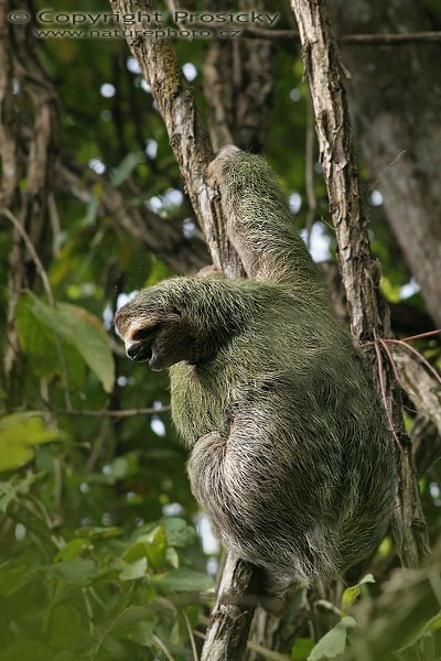 Lenochod krátkokrký (Choloepus hoffmanni), Lenochod krátkokrký (Choloepus hoffmanni), Two-toed Sloth, Autor: Ondřej Prosický, Model: Canon EOS 20D, Objektiv Canon EF 400mm f/5.6 L USM, stativ Gitzo 1227 + 1377M, Clona: 7.10, Doba expozice: 1/60 s, ISO: 100, Kompenzace expozice: -2/3, Blesk: Ne, Vytvořeno: 17. prosince 2005 15:06:09, NP Manuel Antonio (Kostarika)