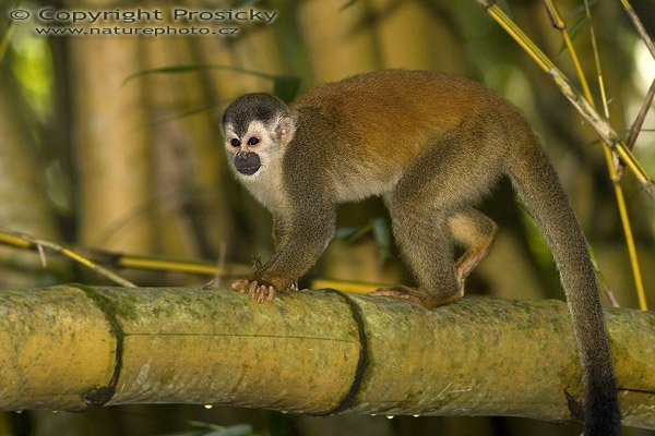 Kotul rudohřbetý (Saimiri oerstedii), Kotul rudohřbetý (Saimiri oerstedii), Squirrel Monkey, Autor: Ondrej Prosicky, Model aparátu: Canon EOS 20D, Objektiv Canon EF 400mm f/5.6 L USM, stativ Gitzo 1227 + 1377M, Režim měření expozice: Vzorek, Clona: 7.10, Doba expozice: 1/200 s, ISO: 400, Kompenzace expozice: 0, Blesk: Ano (externí Sigma EF-500 DG Super, -2,/3 EV), Vytvořeno: 17. prosince 2005 13:50:00, NP Manuel Antonio (Kostarika) 