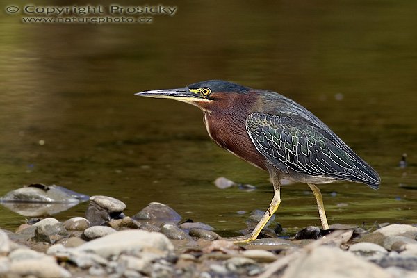 Volavka proměnlivá (Butorides striatus virescens), Volavka proměnlivá (Butorides striatus virescens), Green Heron, Autor: Ondřej Prosický, Model: Canon EOS 20D, Objektiv Canon EF 400mm f/5.6 L USM, stativ Gitzo 1227 + 1377M, Režim měření expozice: Vzorek, Clona: 7.10, Doba expozice: 1/125 s, ISO: 100, Kompenzace expozice: -1/3, Blesk: Ano (externí Sigma EF-500 Dg Super, -2/3 EV), Vytvořeno: 16. prosince 2005 10:27:44, Rio Baru u Dominical (Kostarika) 
 