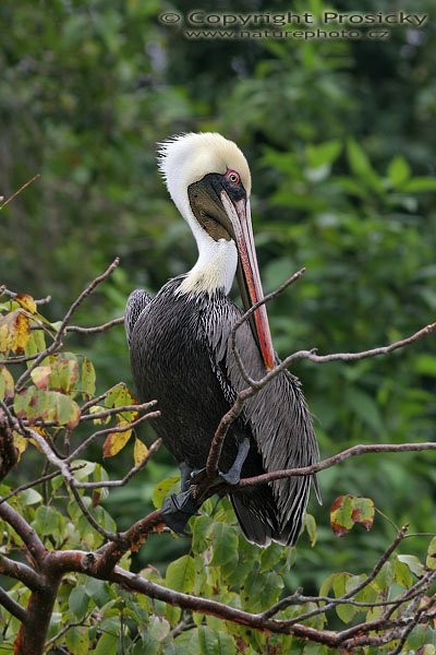 Pelikán hnědý (Pelecanus occidentalis), Pelikán hnědý (Pelecanus occidentalis), Brown Pelican, Autor: Ondřej Prosický, Model aparátu: Canon EOS 20D, Objektiv Canon EF 400mm f/5.6 L USM, stativ Gitzo 1227 + 1377M, Clona: 5.60, Doba expozice: 1/200 s, ISO: 100, Kompenzace expozice: +2/3, Blesk: Ne, Vytvořeno: 17. prosince 2005 9:22:28, NP Manuel Antonio (Kostarika) 
 