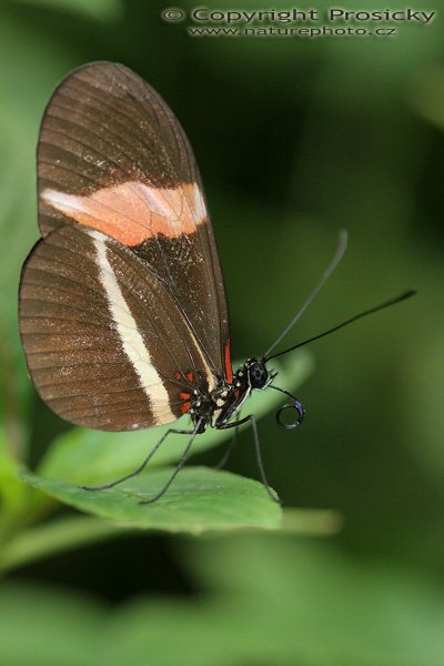 The Postman (Heliconius erato petiveran), The Postman ang. (Heliconius erato petiveran), Autor Ondřej Prosický, Model aparátu: Canon EOS 20D, Objektiv Canon EF 100mm f/2,8 Macro USM, fotografováno z ruky, Clona: 4.00, Doba expozice: 1/160 s, ISO: 400, Kompenzace expozice: 0, Blesk: Ano (vestavěný, s roptilkou, Vytvořeno: 11. prosince 2005 13:39:49, Kostarika 