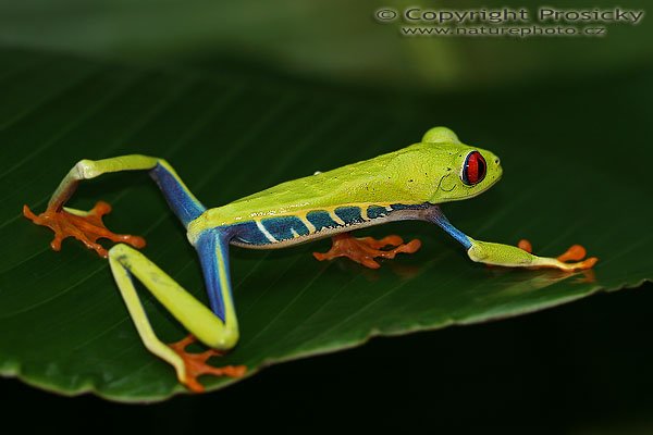 Listovnice červenooká (Agalychnis callidryas), Listovnice červenooká (Agalychnis callidryas), Glaudy Leaf Frog, Autor: Ondřej Prosický, Model Aparátu: Canon EOS 20D, Objektiv Canon EF 100mm f/2,8 MAcro USM, fotografováno z ruky, Clona: 4.00, Doba expozice: 1/125 s, ISO: 400, Kompenzace expozice: 0, Blesk: Ano (vestavěný s rozptylkou), Vytvořeno: 12. prosince 2005 10:34:17, Kostarika 
