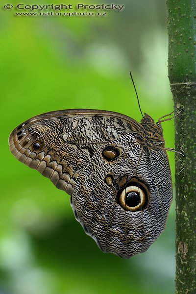 Magnificent Owl (Caligo eurilochus sulanus), Magnificent Owl (Caligo eurilochus sulanus), Autor: Ondřej Prosický, Model aparátu: Canon EOS 20D, Objektiv: Canon EF 100mm f/2,8 Macro USM, fotografováno z ruky, Clona: 4.00, Doba expozice: 1/160 s, ISO: 400, Kompenzace expozice: 0, Blesk: Ano, Vytvořeno: 11. prosince 2005 13:39:49, Kostarika 
