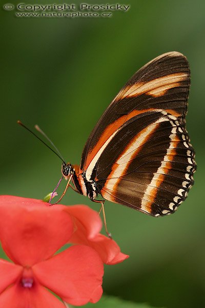 Heliconius charitonius, Heliconius charitonius, Autor: Ondřej Prosický, Model Aparátu: Canon EOS 20D, Objektiv: Canon EF 100mm f/2,8 Macro USM, fotografováno z ruky, Clona: 3.50, Doba expozice: 1/200 s, ISO: 400, Kompenzace expozice: -1/3, Blesk: Ne, Vytvořeno: 11. prosince 2005 13:52:35, Kostarika