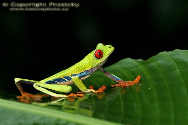 Listovnice červenooká (Agalychnis callidryas), Listovnice červenooká (Agalychnis callidryas), Gaudy Leaf Frog, Autor: Ondřej Prosický, Model aparátu: Canon EOS 20D, Objektiv Canon EF 100mm f/2,8 Macro USM, fotografováno z ruky, Clona: 5.60, Doba expozice: 1/200 s, ISO: 800, Kompenzace expozice: 0, Blesk: Ano (vestavěný, s rozptylkou), Vytvořeno: 12. prosince 2005 10:30:00, Kostarika 
